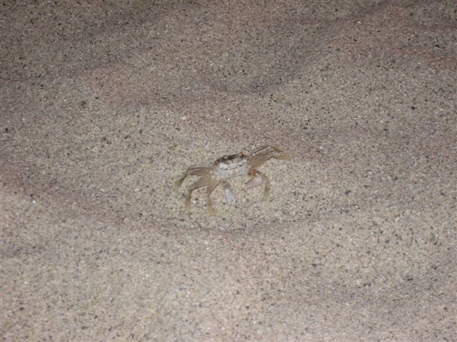 crab in the sand
